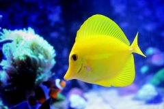 Yellow Tang (Zebrasoma flavescens)